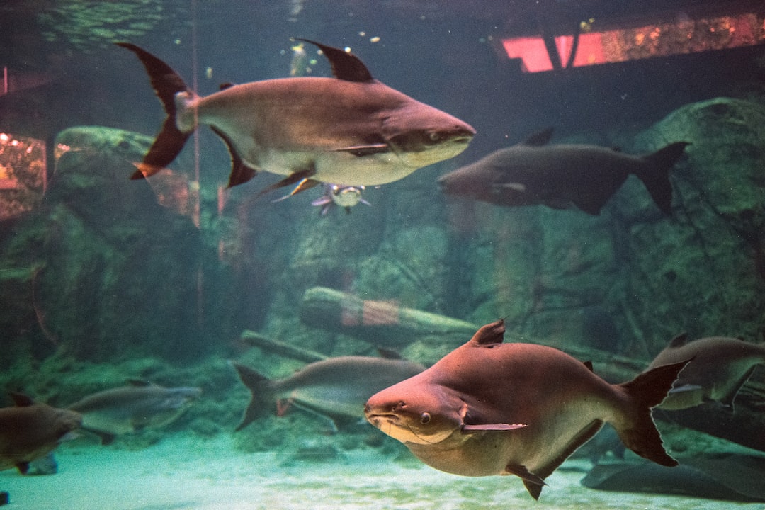 22 Erstaunliche Infos zu Süßwasserfische Fürs Aquarium