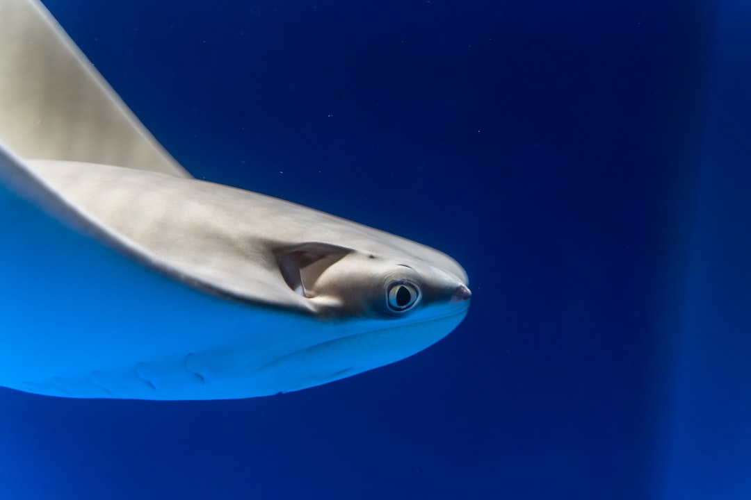22 wichtige Fragen zu Schöne Aquarium