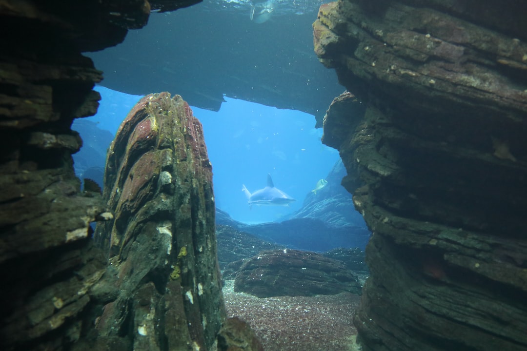 22 wichtige Fragen zu Tigerhai Aquarium