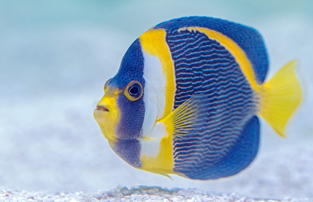 22 wichtige Fragen zu Süßwasserfische Für Aquarium