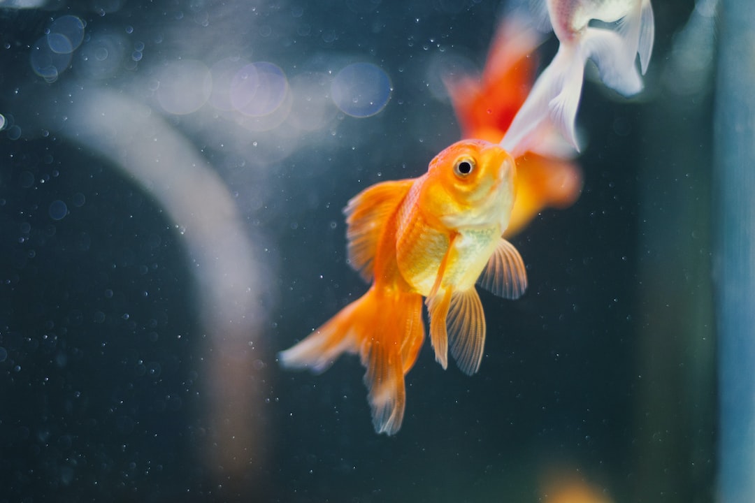 22 wichtige Fragen zu Can You Overfeed Goldfish In A Pond?