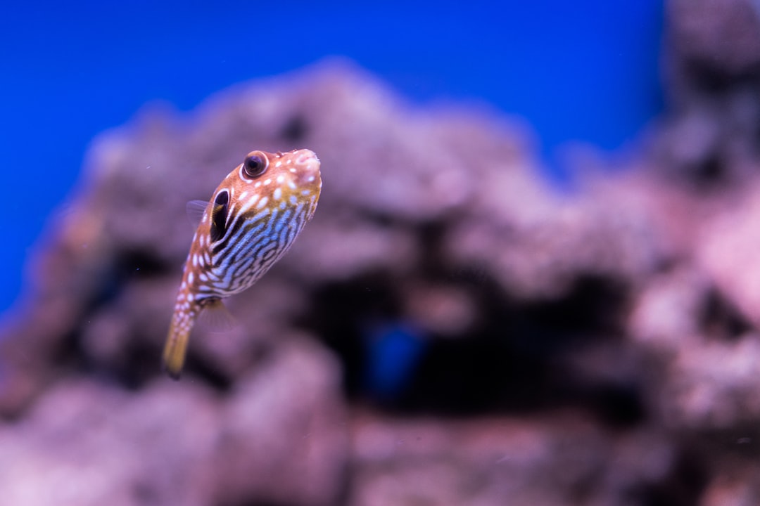 Goldfisch In Aquarium