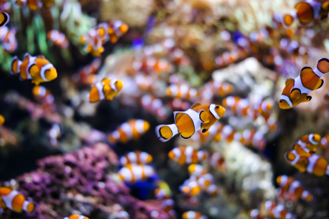 22 wichtige Fragen zu Killifisch Aquarium