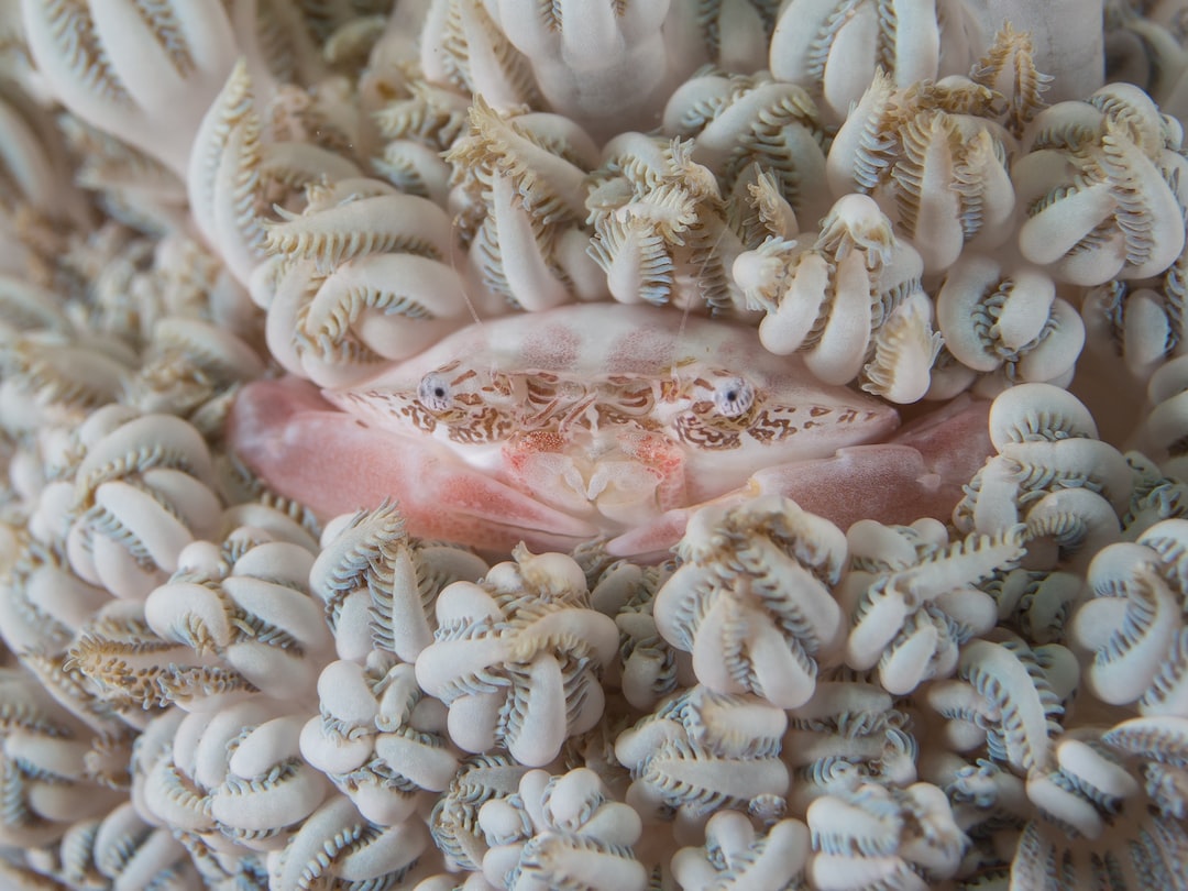 22 wichtige Fragen zu Wie Nennt Man Baby Axolotl?