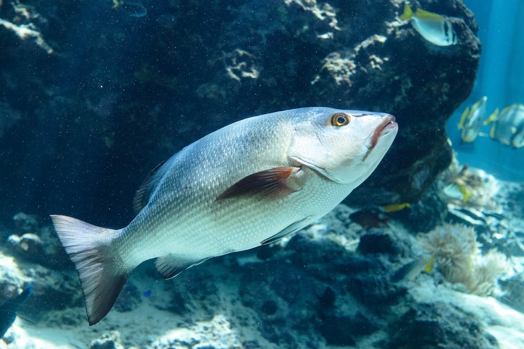 22 wichtige Fragen zu Gestreifte Fische Aquarium
