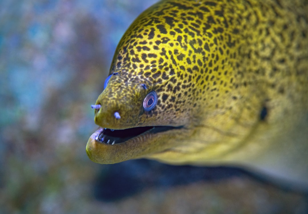 22 wichtige Fragen zu Welche Fische Für Kinder Aquarium?