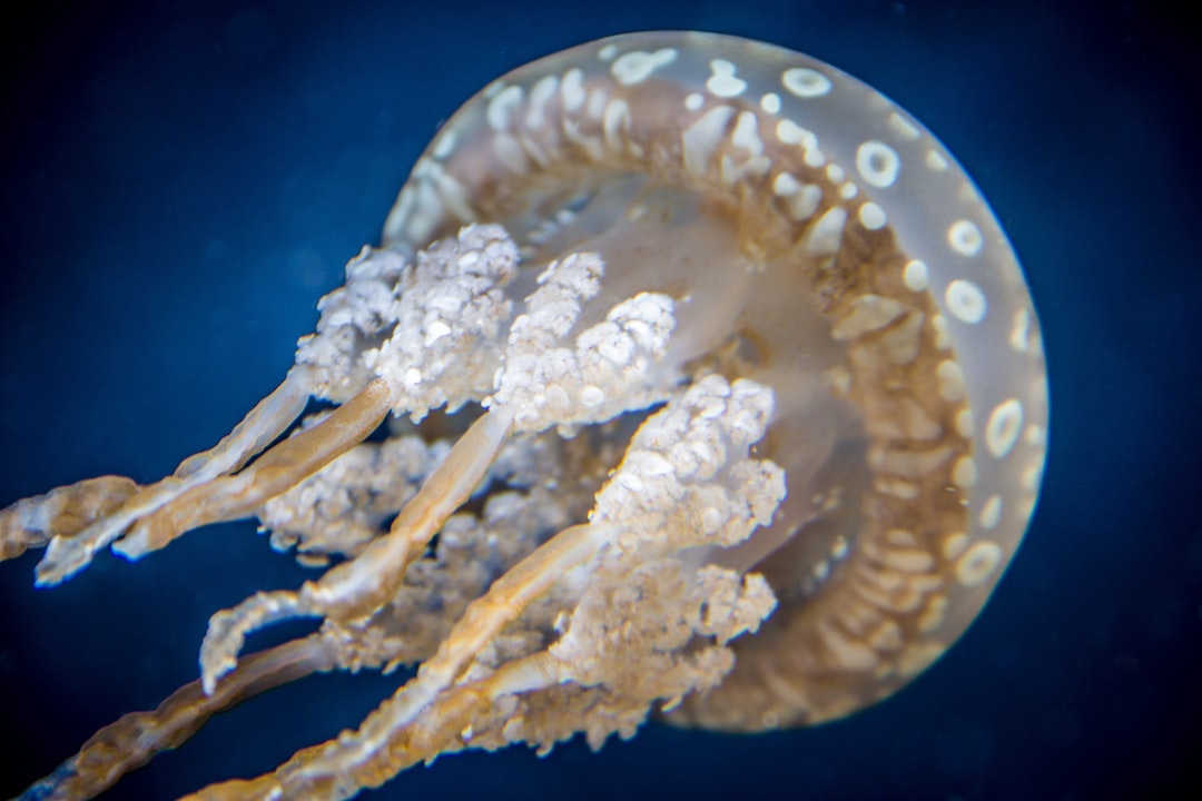 22 wichtige Fragen zu Wie Viel Gehirn Hat Ein Oktopus?
