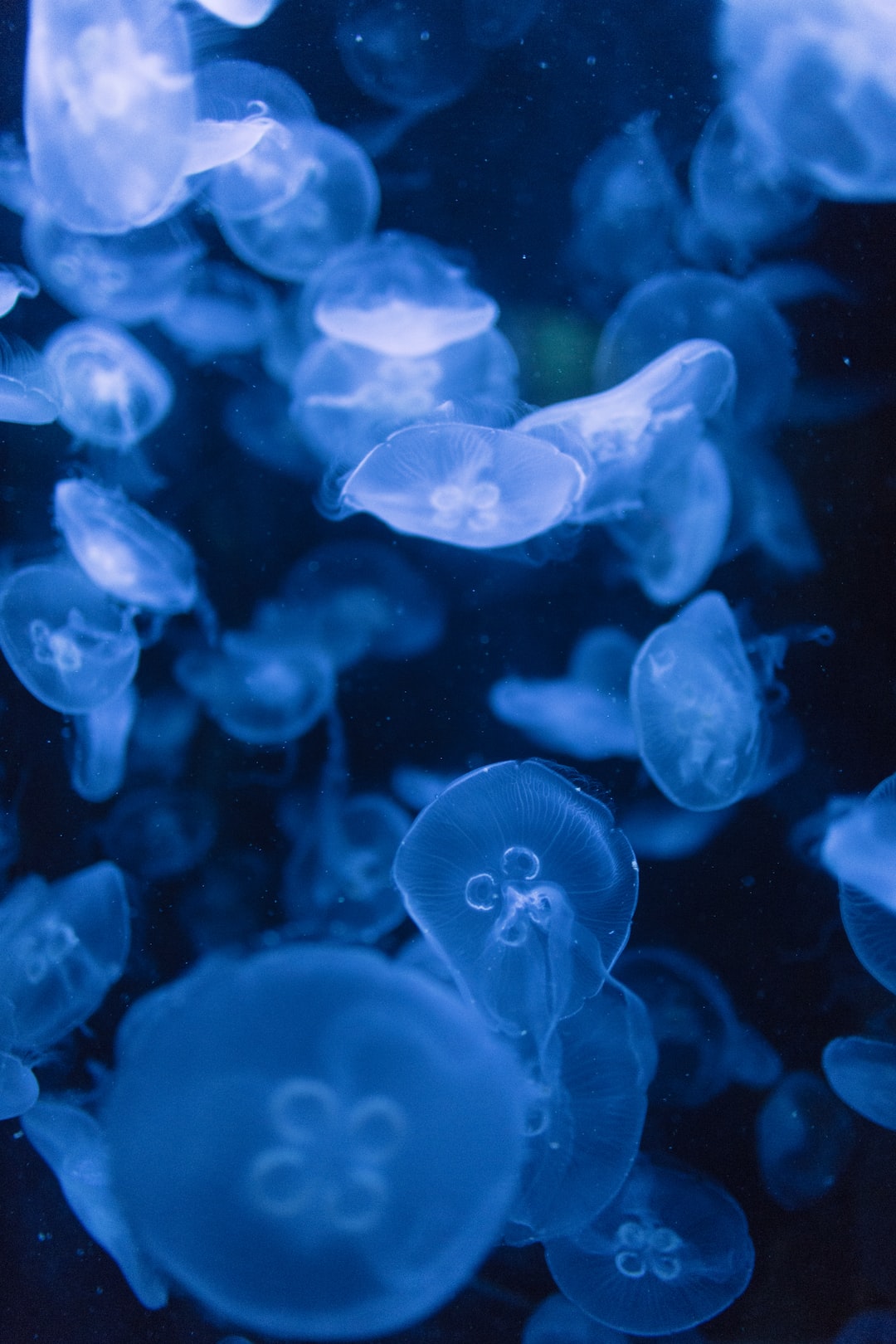 22 wichtige Fragen zu Aquarium Wasserwechsel