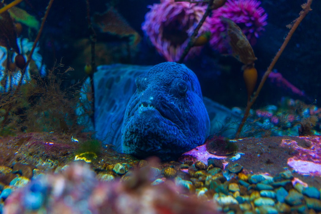 22 wichtige Fragen zu Larven Im Aquarium