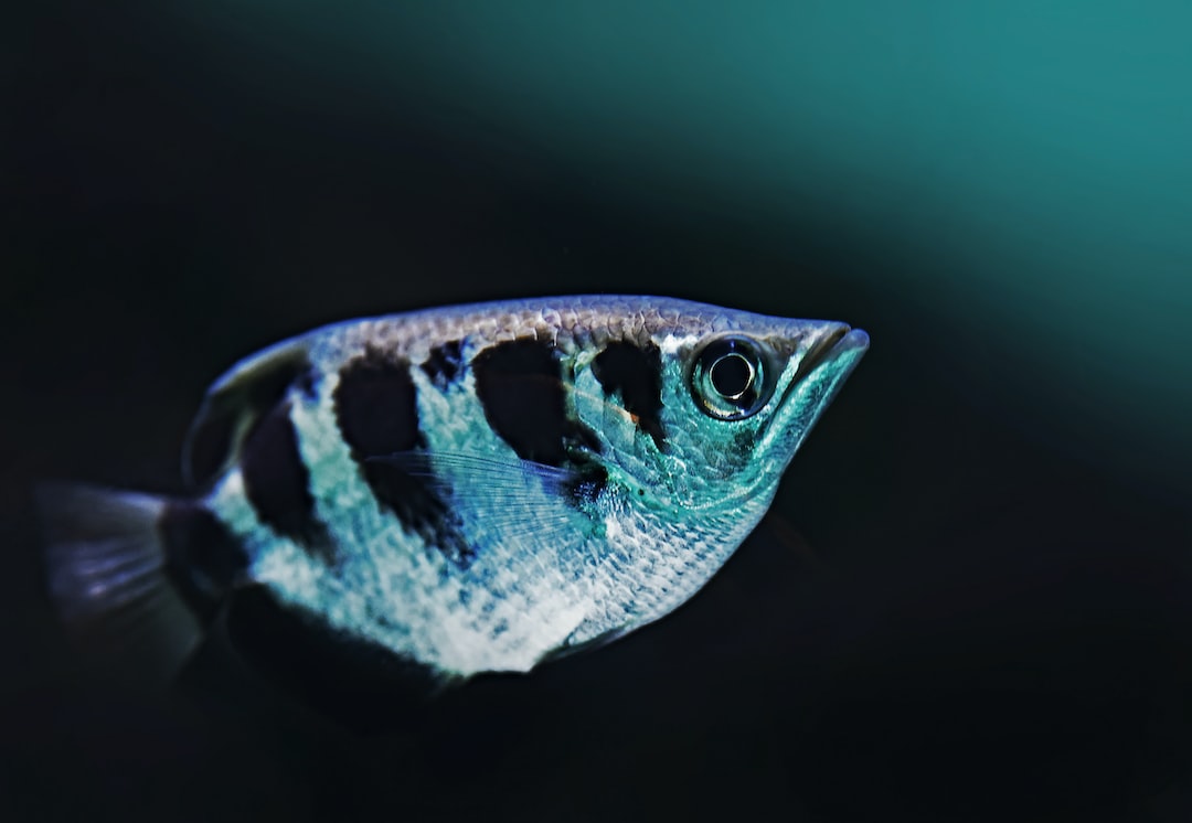 22 wichtige Fragen zu Kann Ein Fisch Trauern?