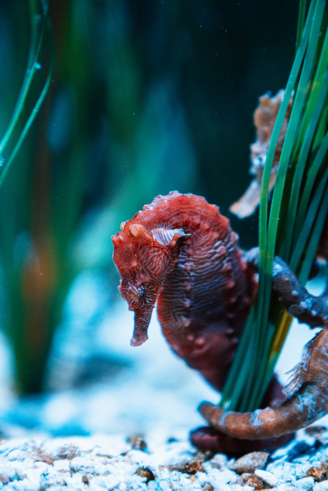 22 Informative Hinweise zu Warum Schwarze Algen Im Aquarium?