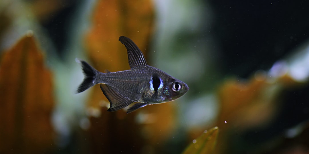 22 wichtige Fragen zu Welche Fische Im Aquarium Fressen Schnecken?