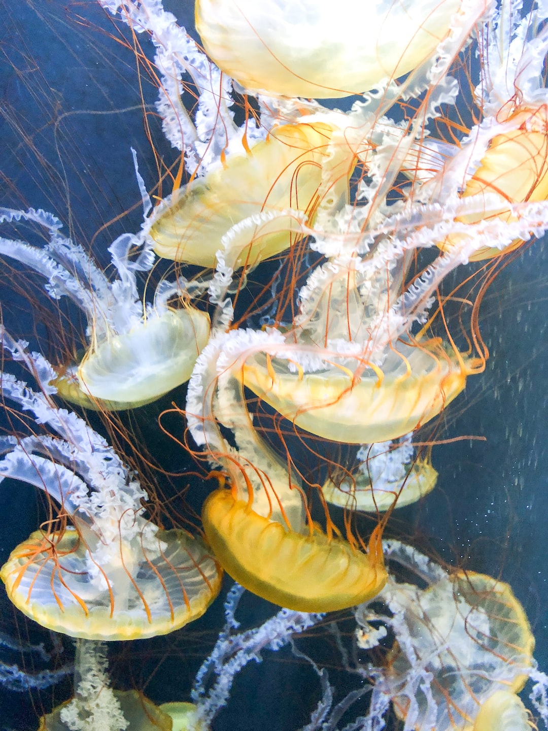 22 Interessante Fakten zu Aquarium Nach Maß