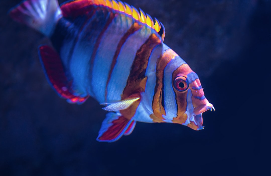 22 Interessante Fakten zu Welche Tiere In 60l Aquarium?