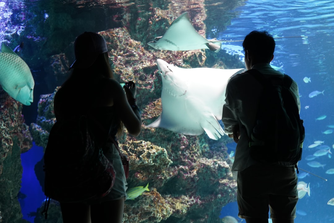 22 wichtige Fragen zu Aquarium Wurzel Bonsai