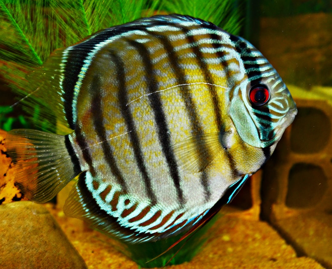 22 wichtige Fragen zu Aquarium Fisch Platy