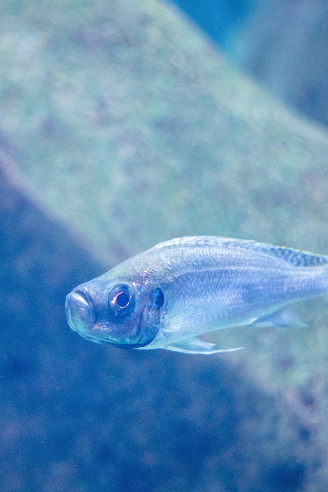 22 wichtige Fragen zu Mini Frösche Aquarium