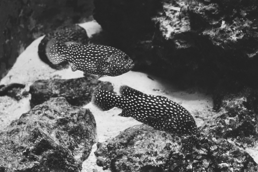 22 wichtige Fragen zu Aquarium Fisch Bunt