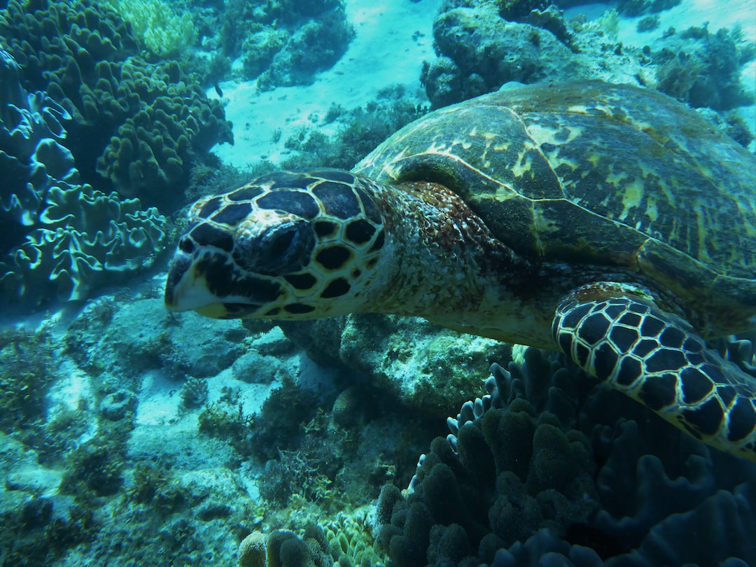 22 wichtige Fragen zu Aquarium Landschaften