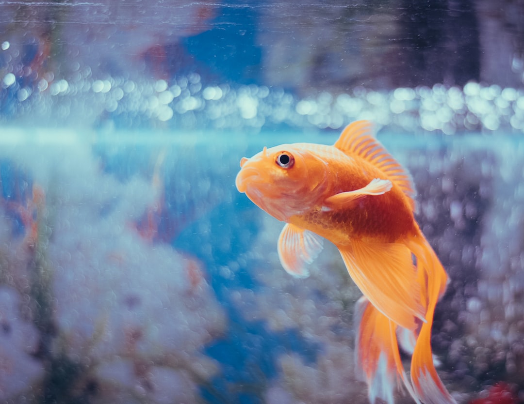 22 wichtige Fragen zu Wie Lange Aquarium Einfahren Für Kampffisch?