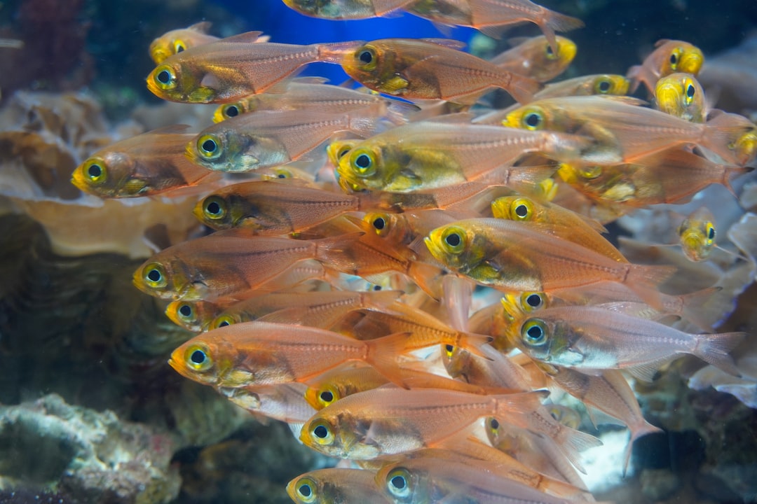 22 wichtige Fragen zu How Does A Aquarium Sump Work?