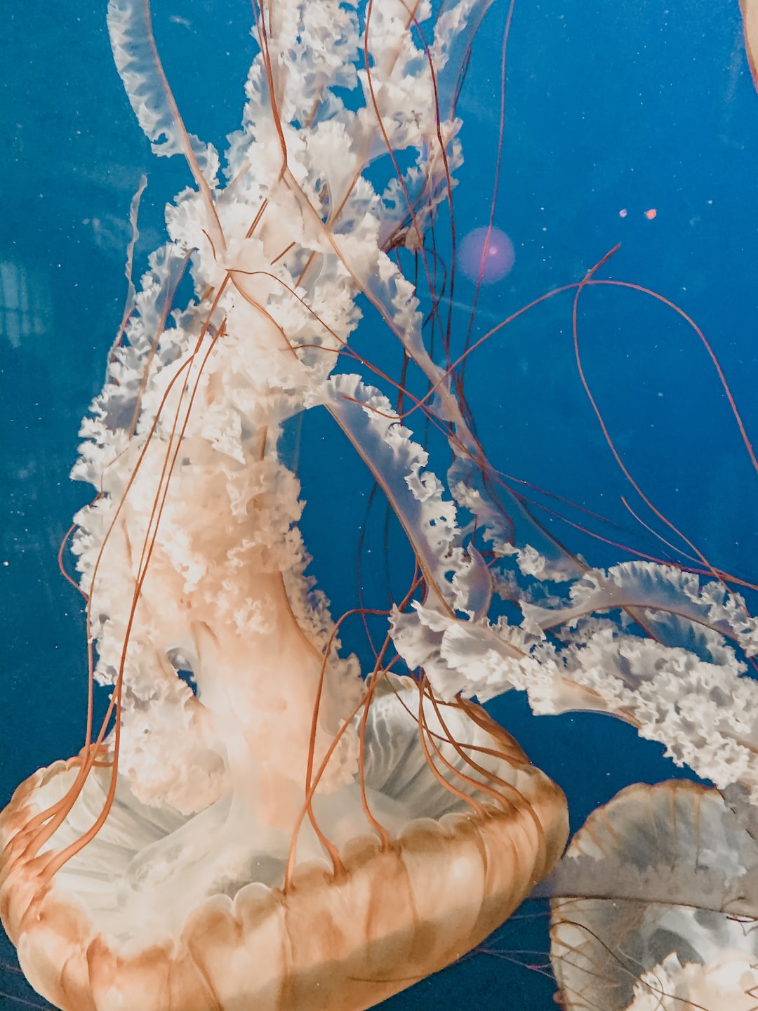 22 wichtige Fragen zu Fadenalgen Aquarium Bekämpfen