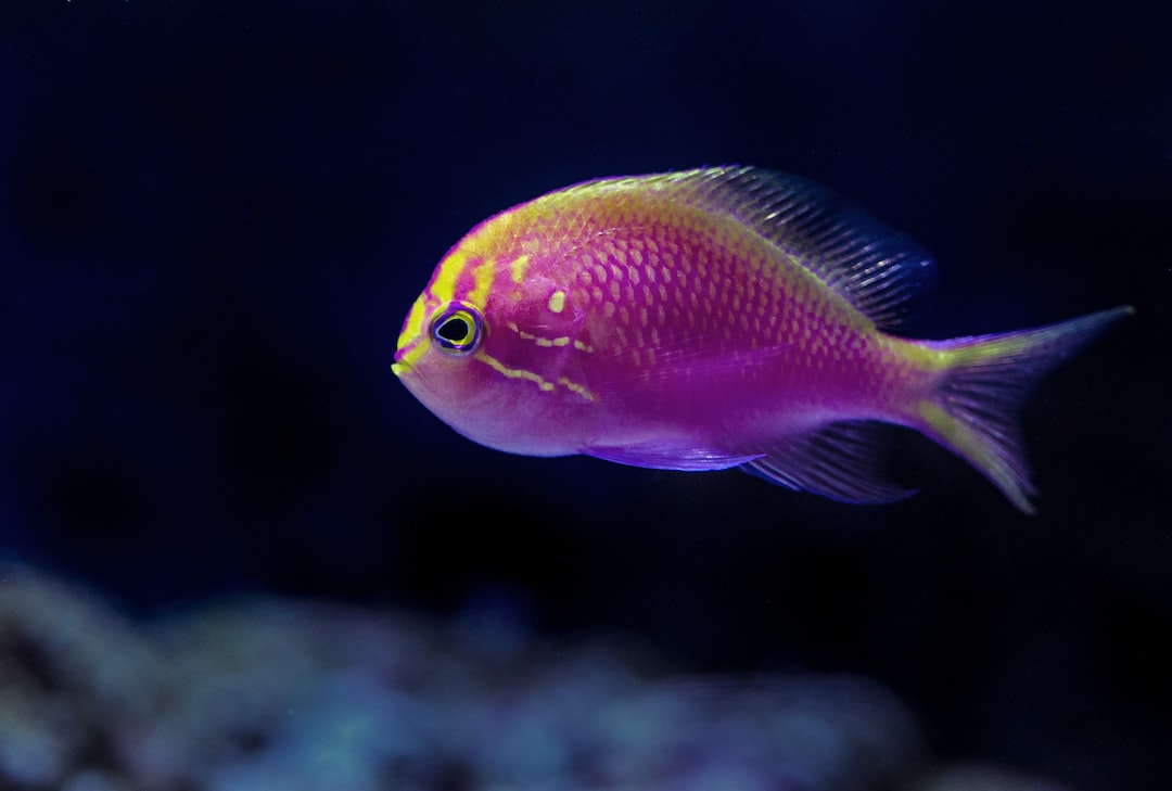 22 wichtige Fragen zu 60l Aquarium Filter
