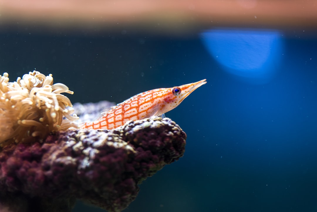 22 wichtige Fragen zu Deko Aquarium