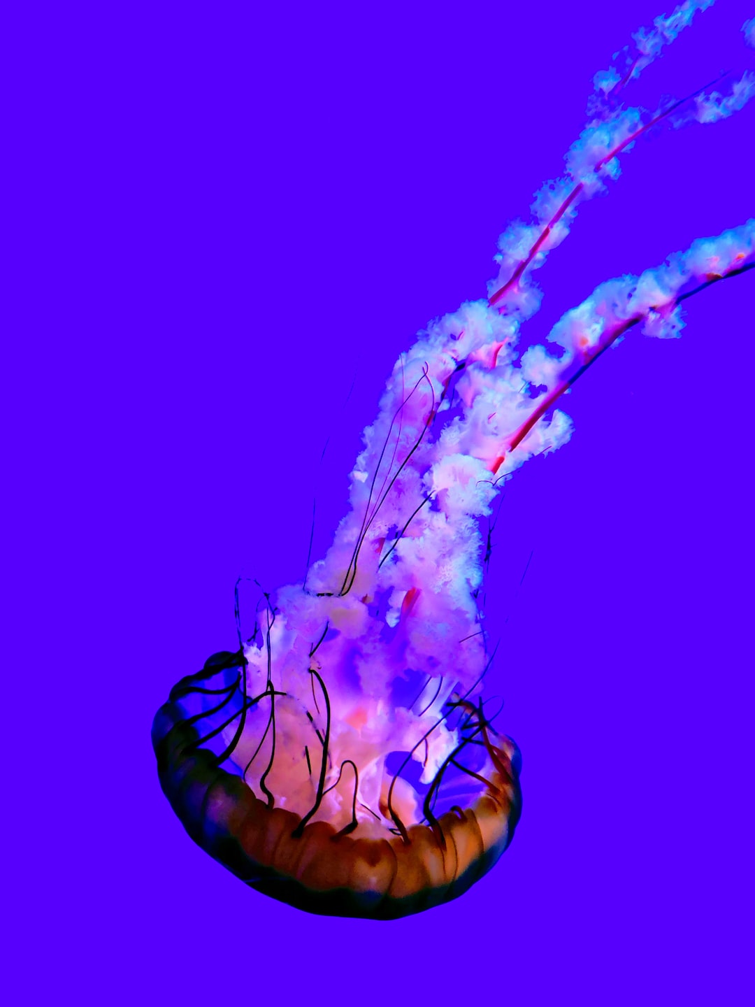 22 wichtige Fragen zu Best Light Spectrum For Aquarium Plants