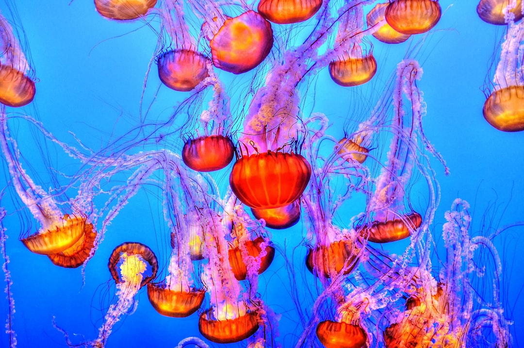 22 wichtige Fragen zu Nano Aquarium Fisch