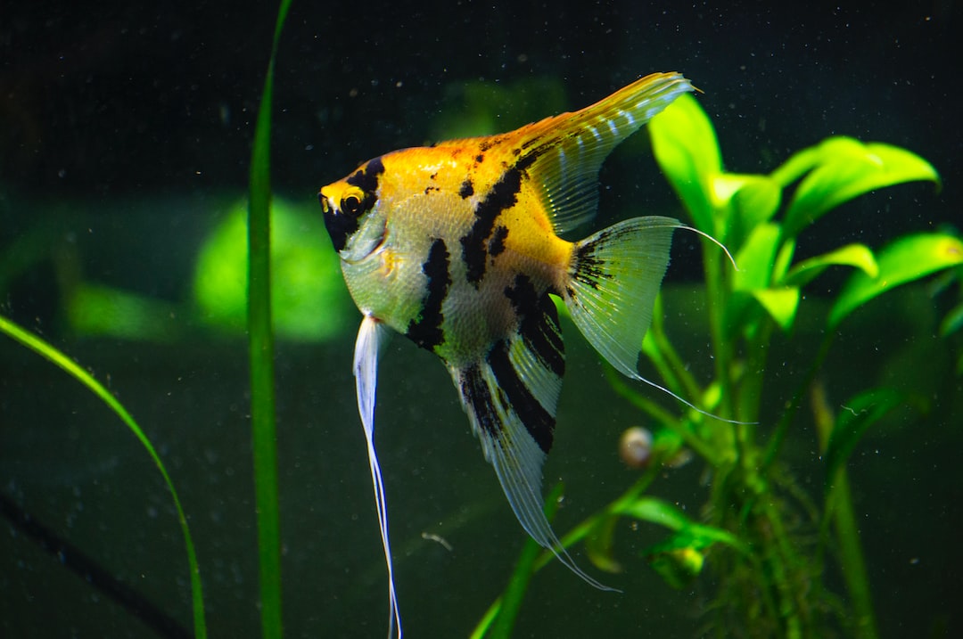 22 wichtige Fragen zu Asiatische Fische Aquarium