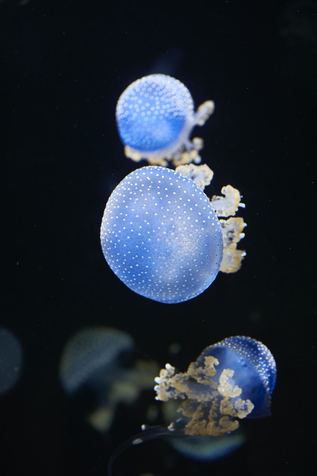 Aquarium Beleuchtung Led Mit Steuerung