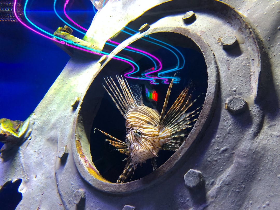 22 wichtige Fragen zu Aquarium Besatzrechner