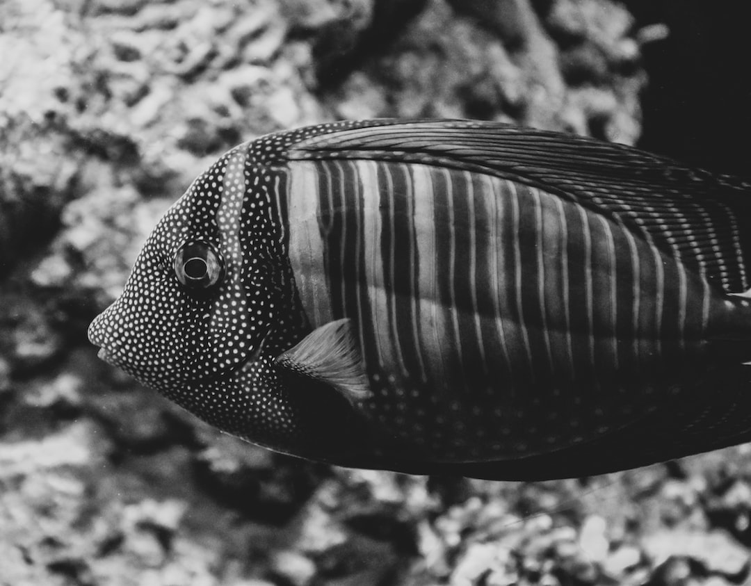 22 wichtige Fragen zu Aquarium Billig