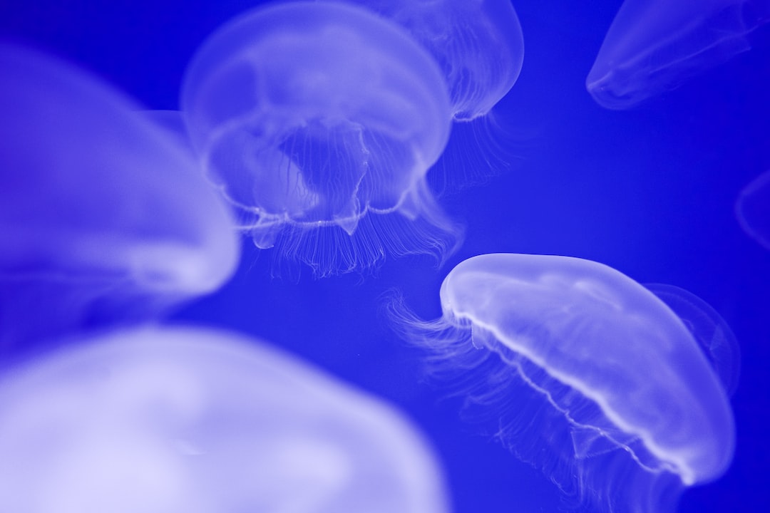22 Wichtige Fakten zu Rotalgen Aquarium