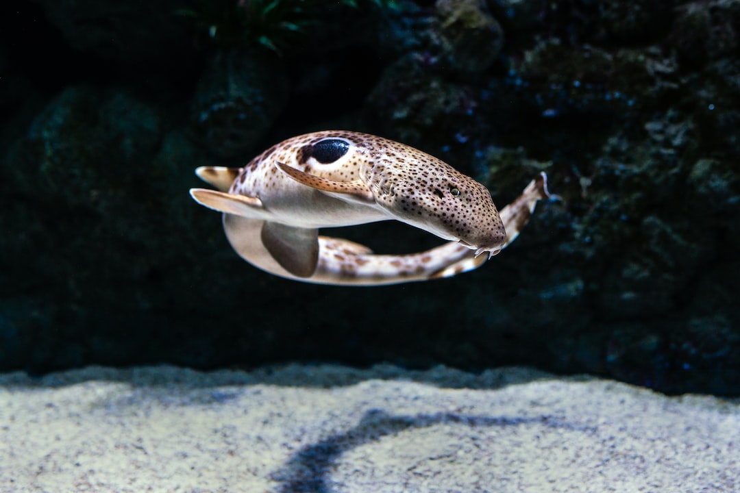 22 Wichtige Fragen und Antworten zu Was Bewirkt Eichenlaub Im Aquarium?