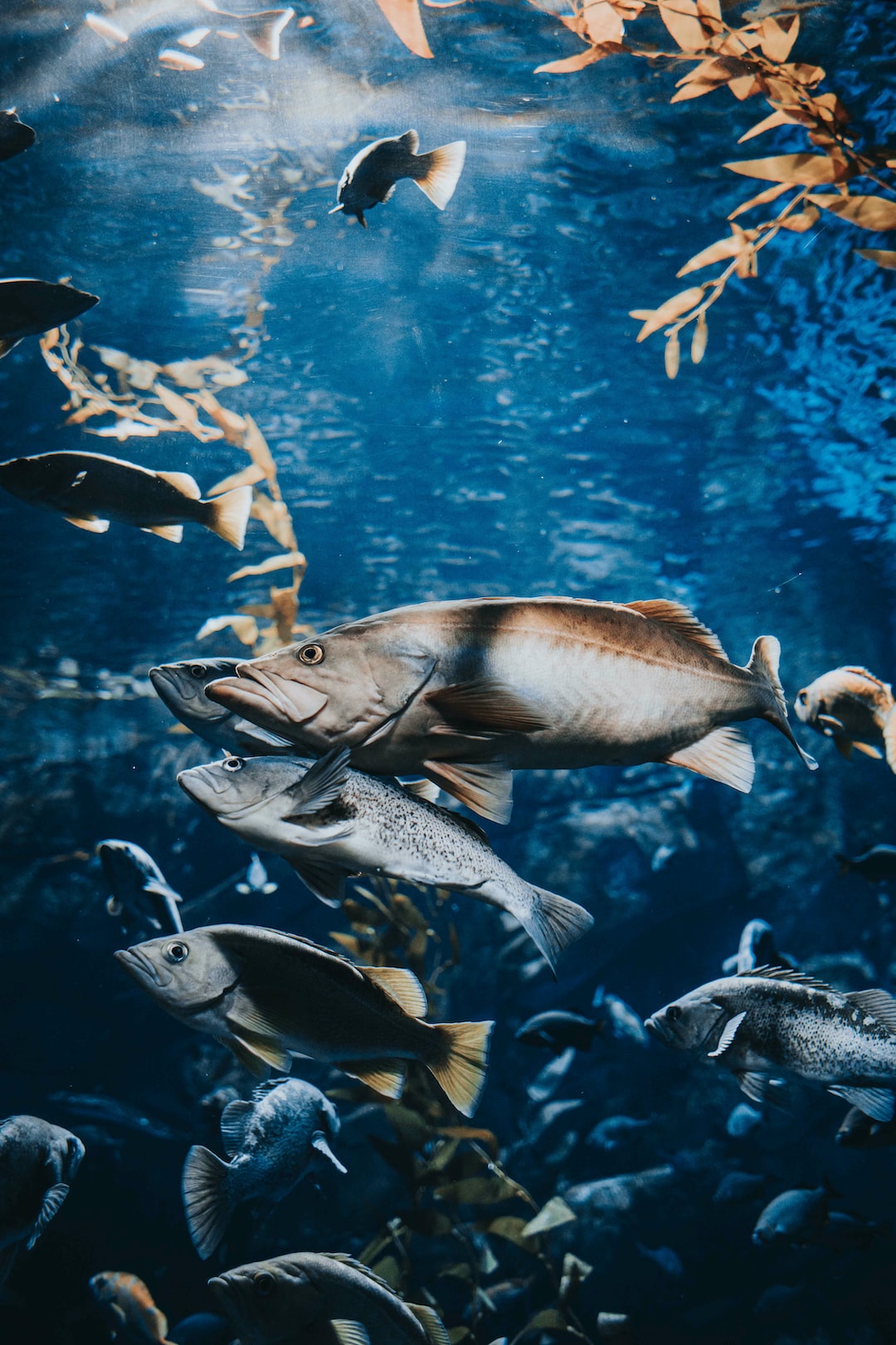 22 wichtige Fragen zu Amazon Aquarium