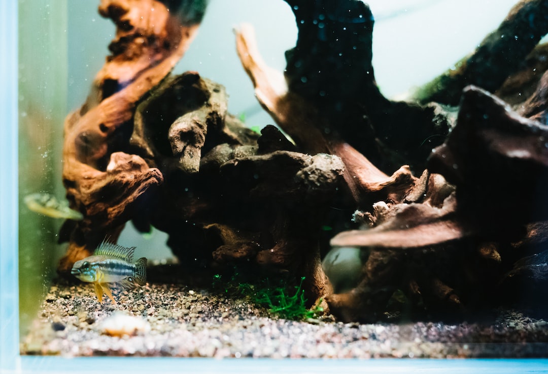 22 wichtige Fragen zu Aquarium Läden