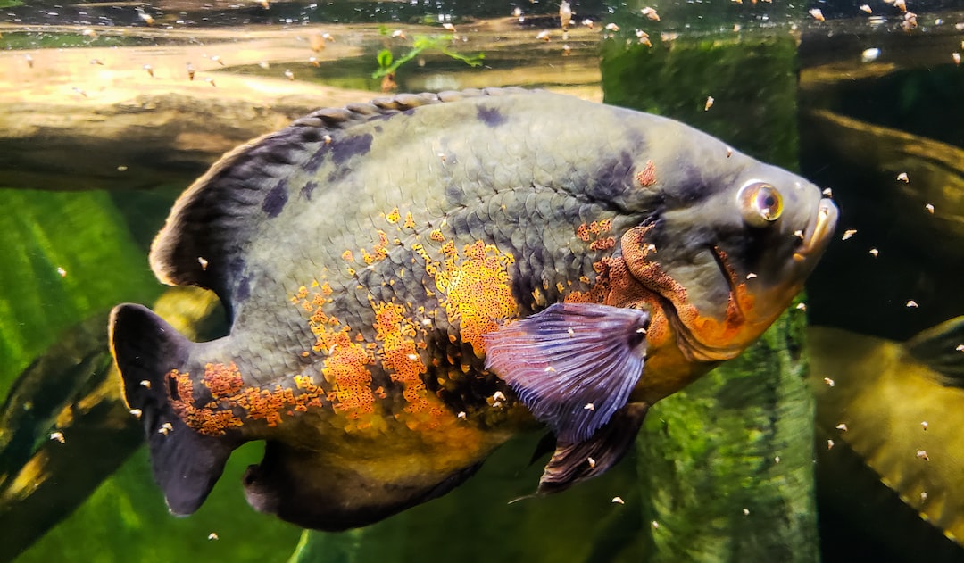 22 wichtige Fragen zu Aquarium Fische Gemüse Füttern
