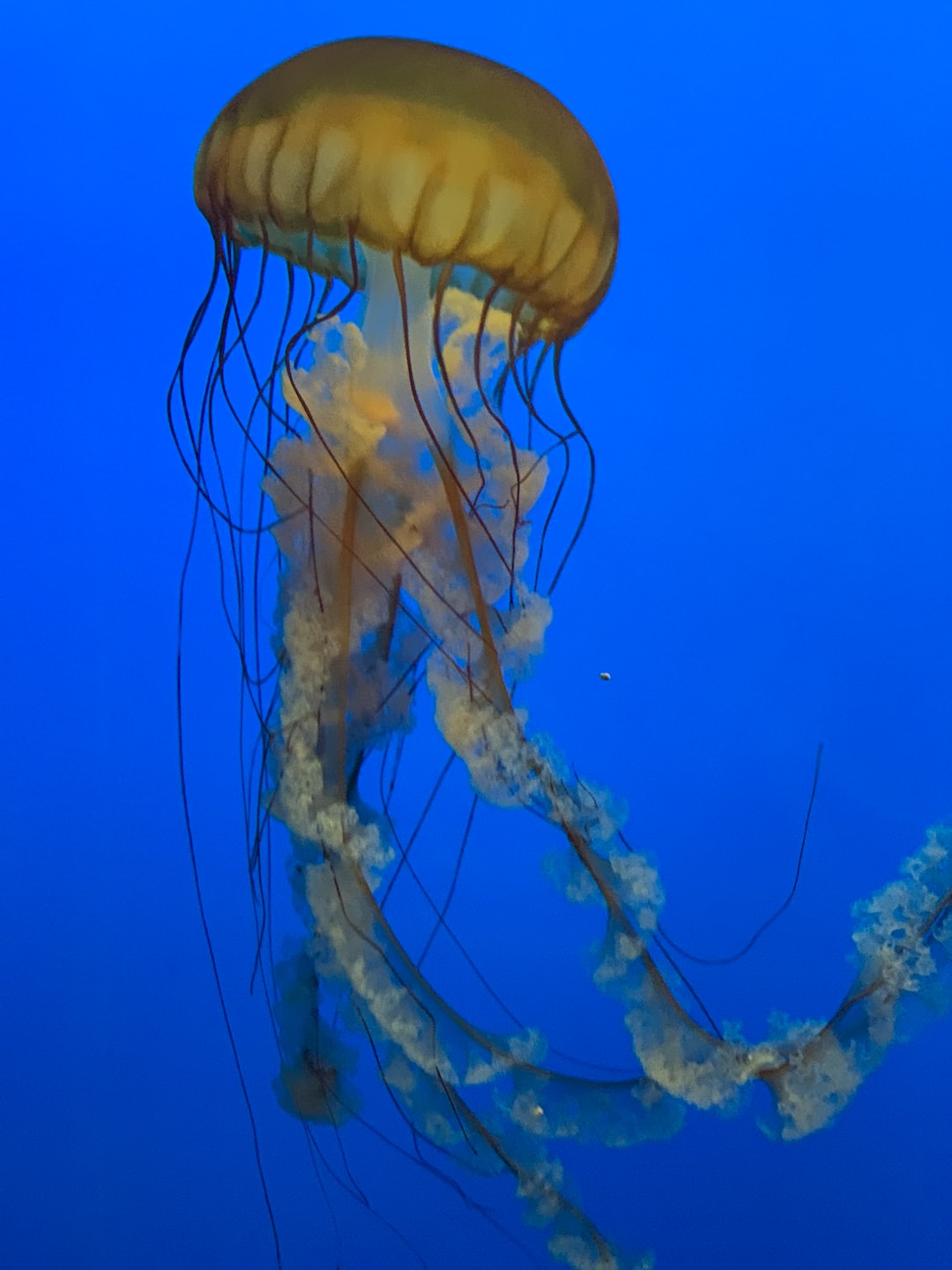 23 wichtige Fragen zu Luftsteine Aquarium