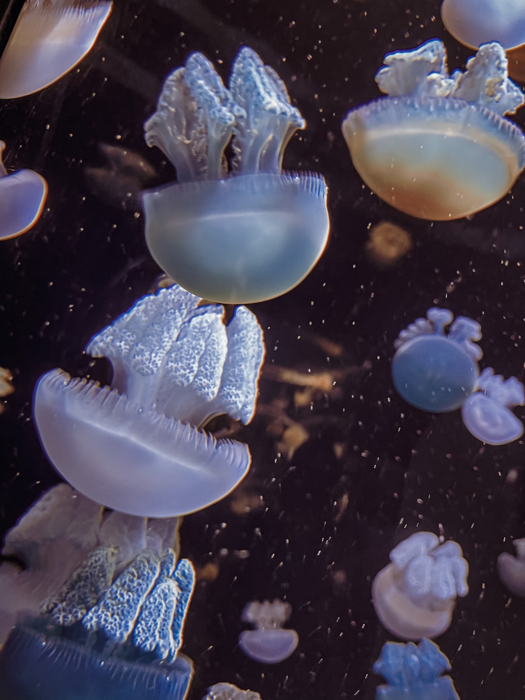 23 wichtige Fragen zu Aquarium Bodenreiniger