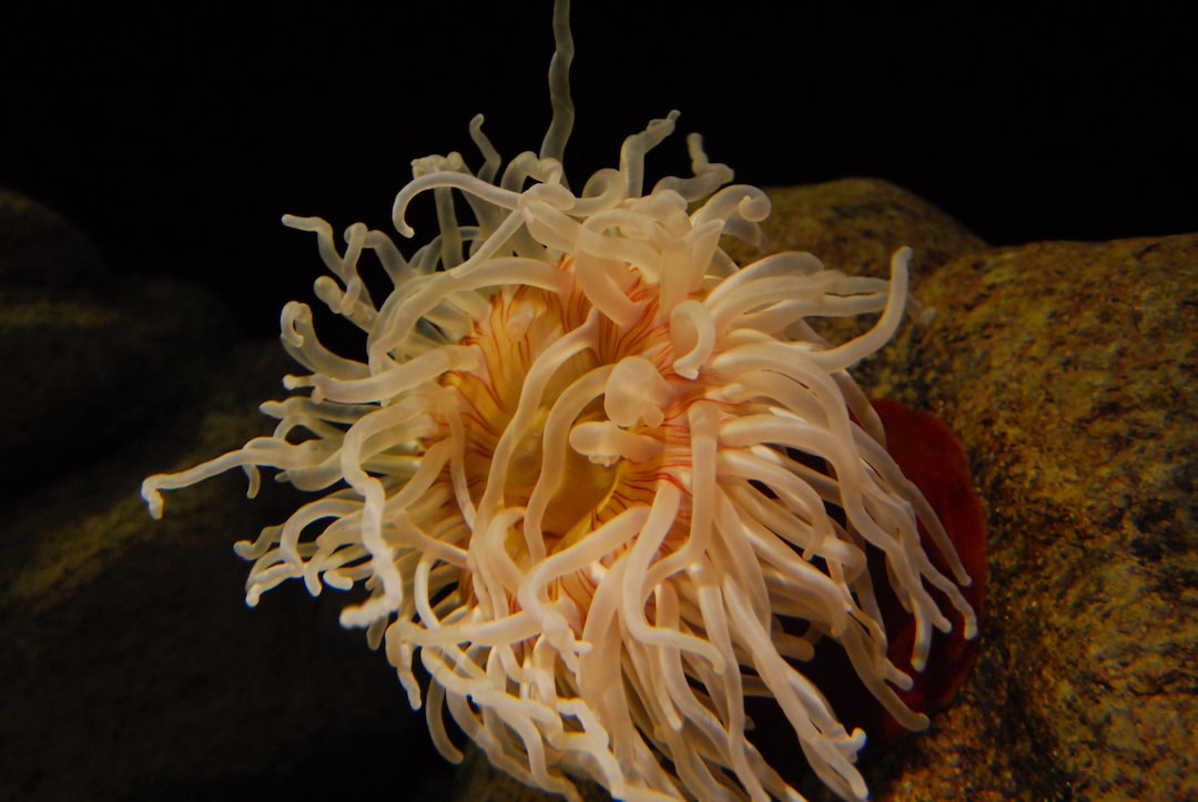23 wichtige Fragen zu Schnecken Aquarium Bekämpfen