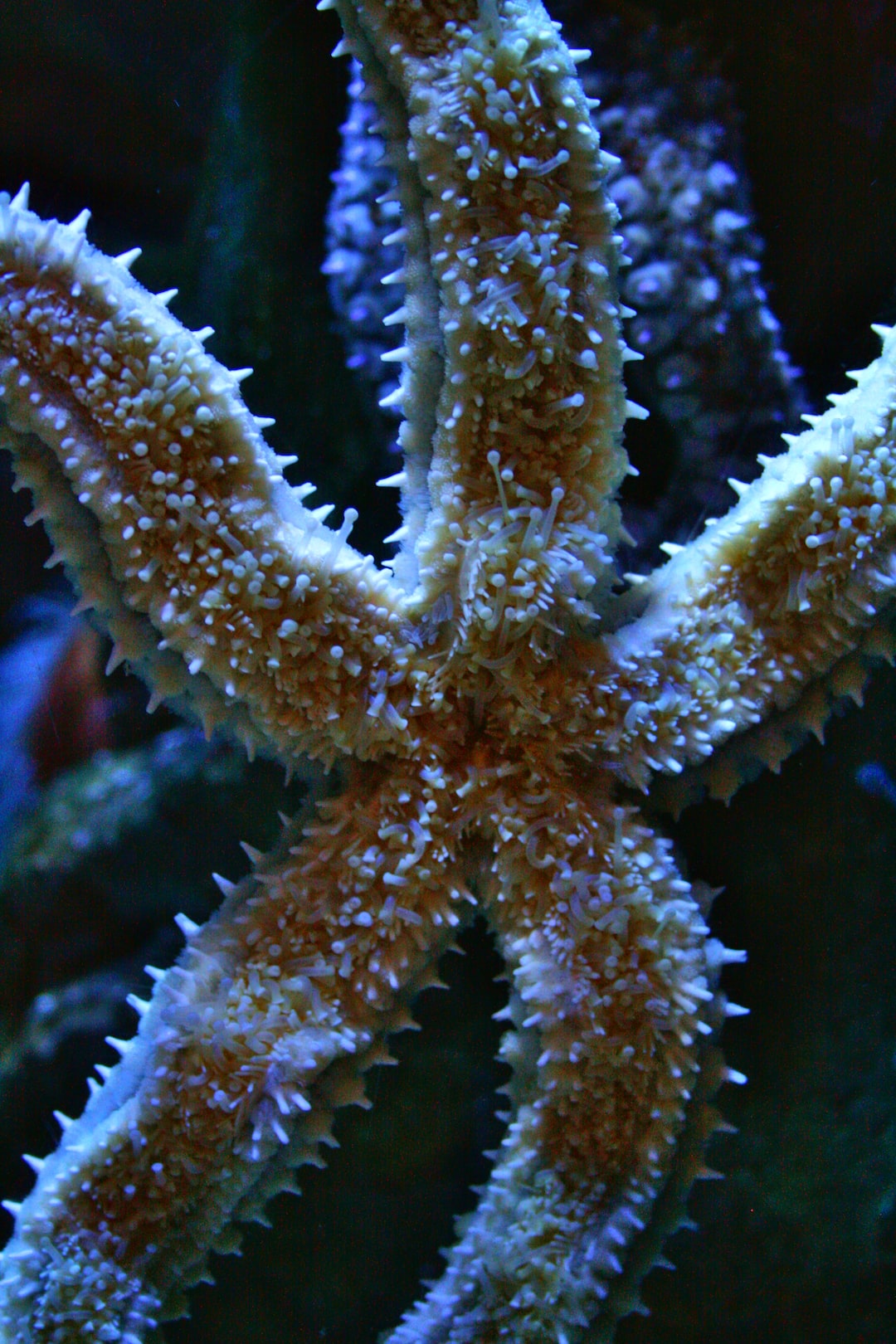 23 wichtige Fragen zu Meerwasser Aquarium Bodengrund