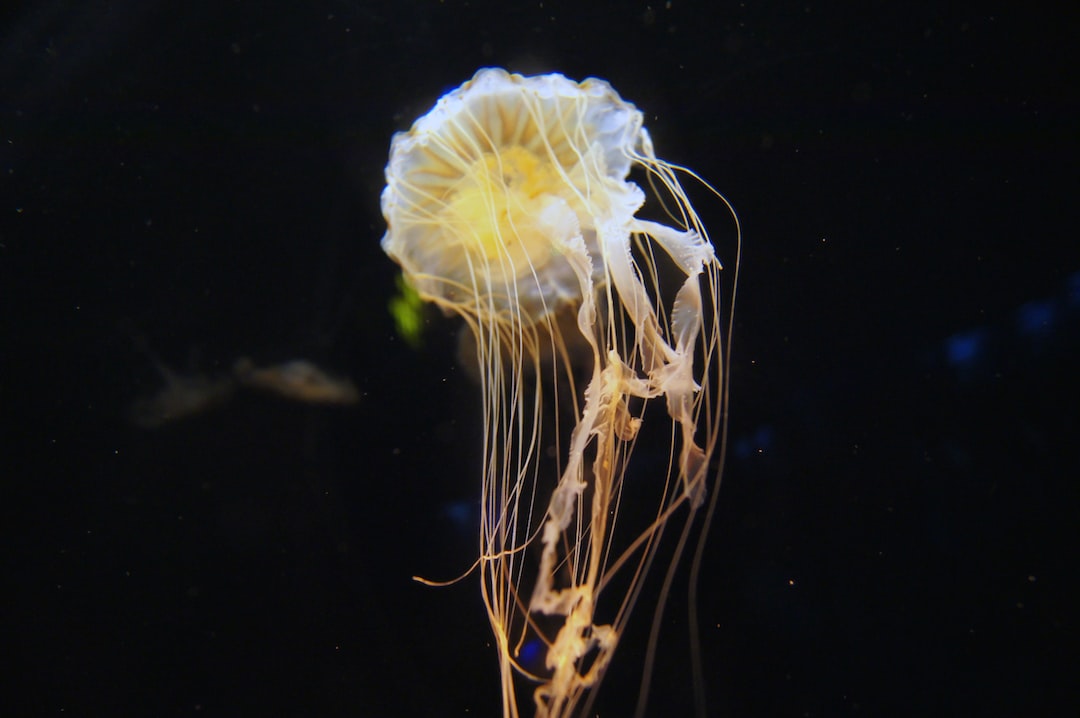 23 wichtige Fragen zu Rund Aquarium