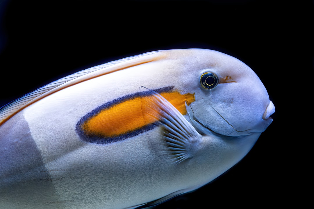 23 wichtige Fragen zu Aal Für Aquarium