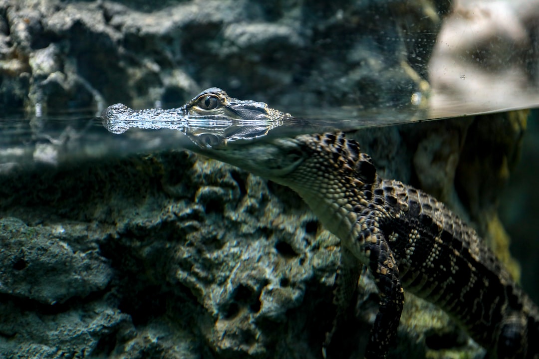 23 wichtige Fragen zu Aquarium Mit Unterschrank Juwel