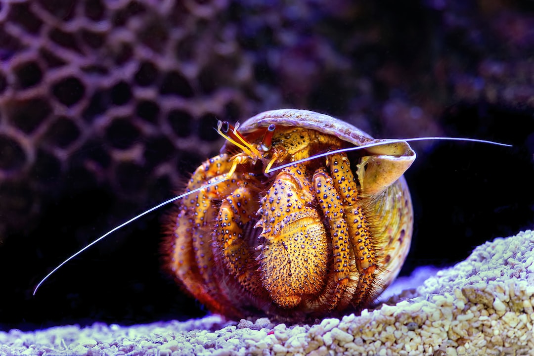 23 wichtige Fragen zu Bonsaibaum Aquarium