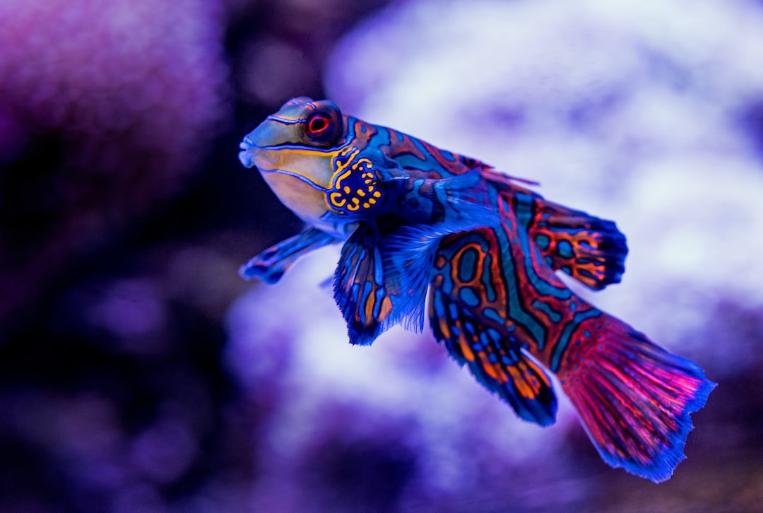 23 wichtige Fragen zu Aquarium Deco