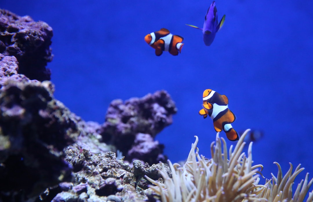23 wichtige Fragen zu Sweetypet Aquarium