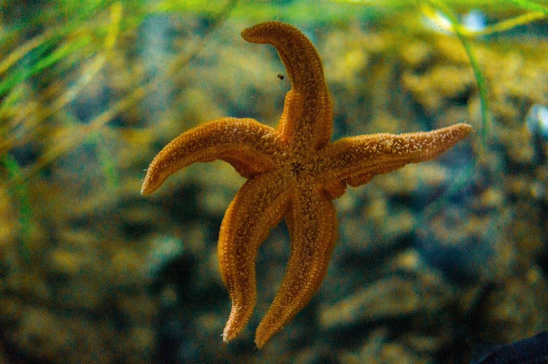 Aquael Aquarium